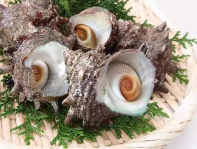 TOP SHELL(SAZAE), 150G