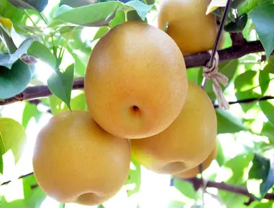 Japanese Pear 