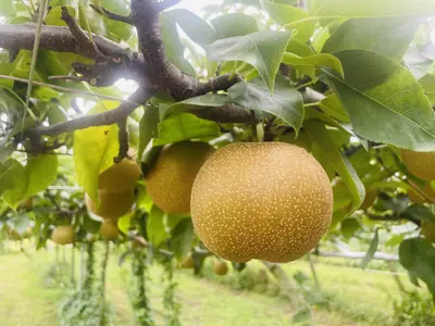 Japanese Pear 