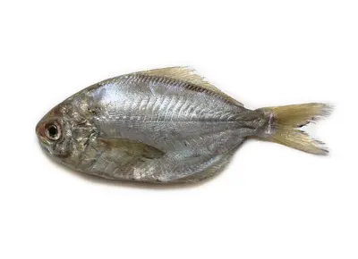 Ebo Dai  (Ebo Dai)