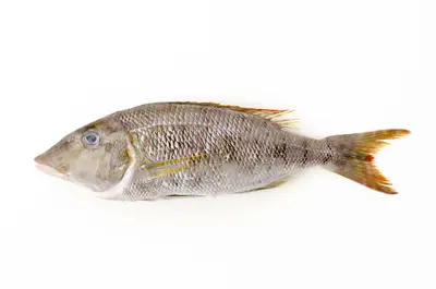 Fuefuki Dai (Fuefuki Dai)