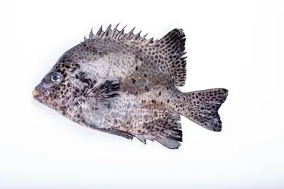Ishigaki Dai (ISHIGAKI DAI)
