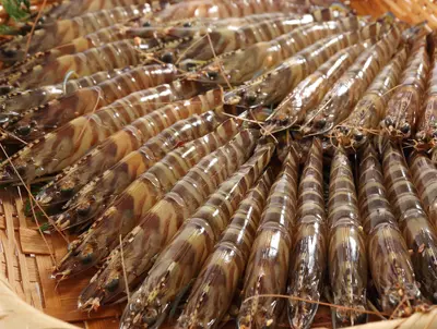 Frozen Kuruma Ebi  (Frozen Kuruma Ebi 25g)