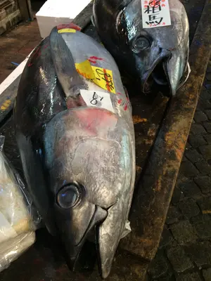 Blue Fin Tuna Whole - (Blue Fin Tuna Whole) non-inventory