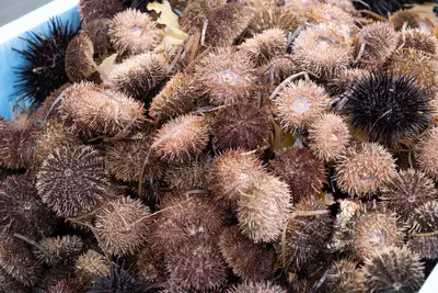 Live Uni