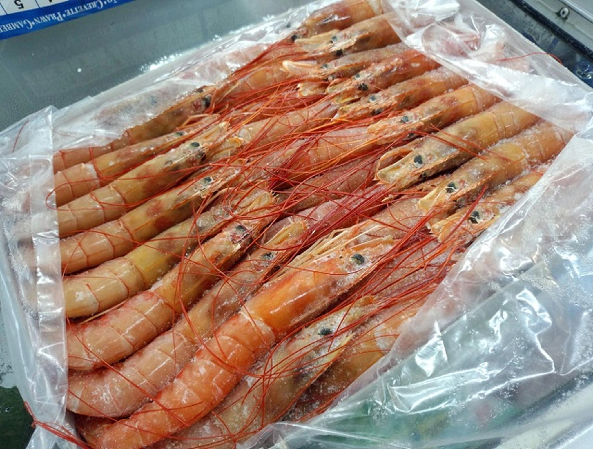 enhanced_frozen_shrimp_image.jpeg