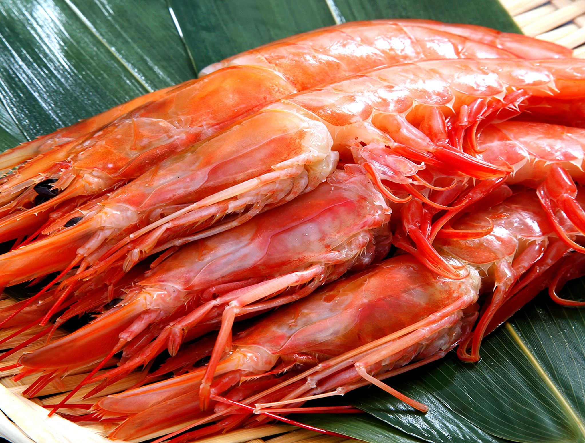 enhanced_shrimp_image.jpeg