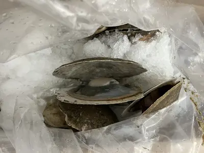 Live Scallop