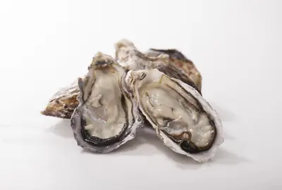 Pacific Oyster 