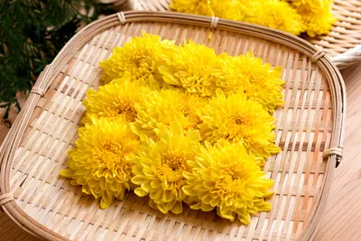 Dried Kiku (Chrysanthemums) - Dried Kiku (Chrysanthemums) Large 5pk