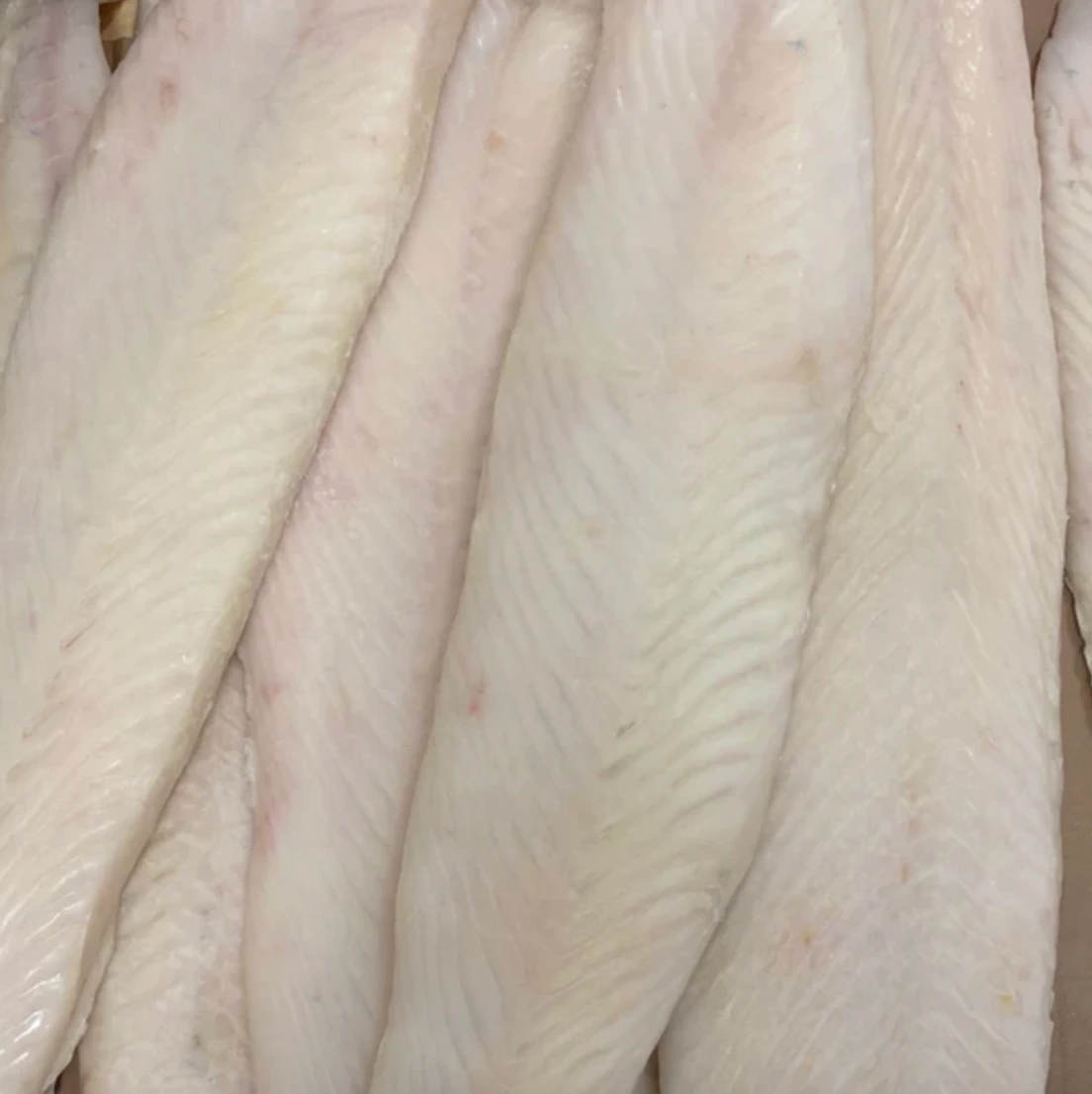 halibut california .png