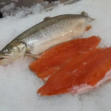 Frozen Arctic Char Fillets Variable Weight (10lb)