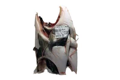 HAMACHI KAMA -VACUUM-