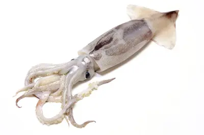 Flying Squid (Surume Ika)