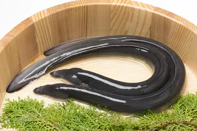 Japanese Eel Fillet 