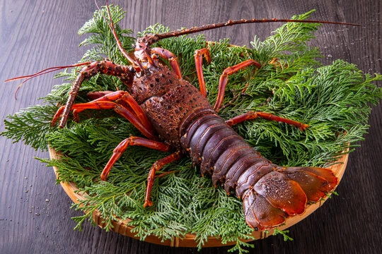 SUS318 Live Spincy Lobster(いせえび).jpg