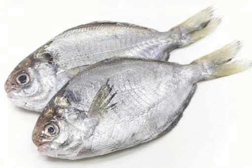 SUS308 Japanese Butterfish Gutted(いぼだい).jpeg