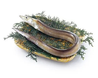 Eel Conger (Hamo) Jpn Sp Order