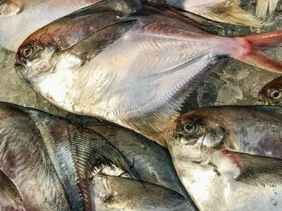 Silver-pomfret (Mana Katsuo) Jpn Sp Order