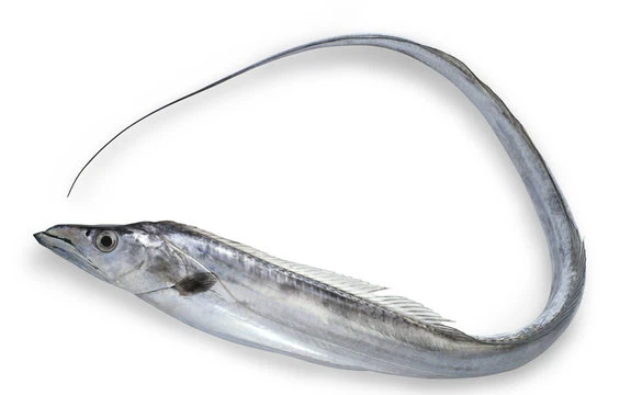 SUS290 Ribbonfish Gutted(たちうお).jpg