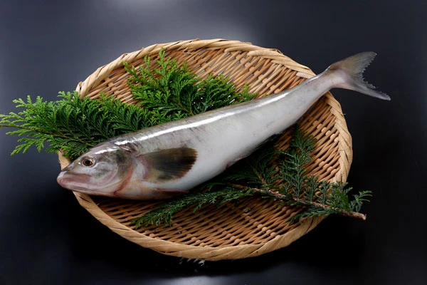 SUS283 Atka Mackerel Gutted(ほっけ).jpg