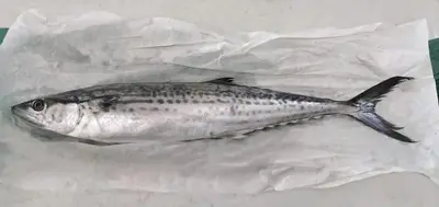 Japanese Spanish Mackerel (Sawara)