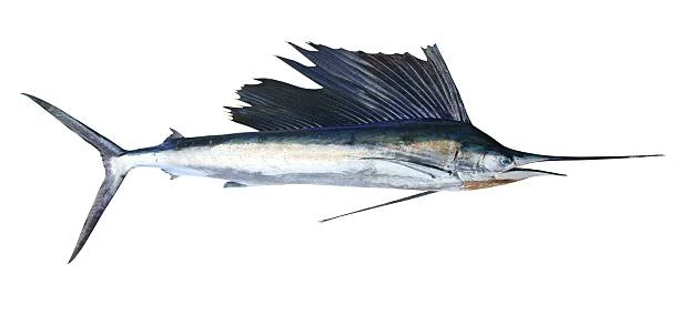 SUS274 Marlin loin(まかじき).jpg