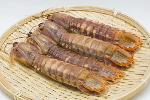 SUS259 Mantis shrimp(シャコ).jpeg