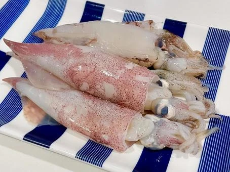 SUS251 Spear Squid(やりいか).jpeg