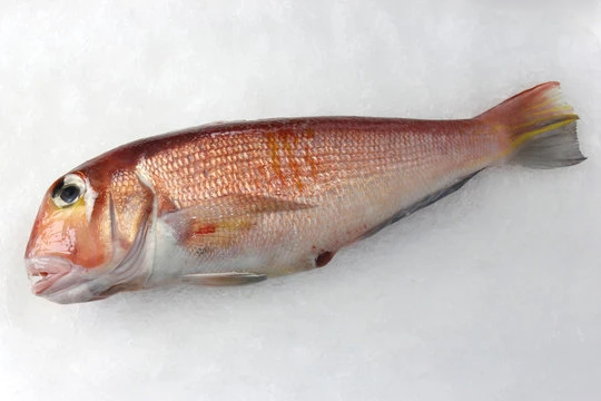 SUS237 Tilefish Gutted(アマダイ).jpg