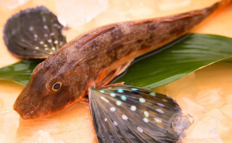 SUS236 Gurnard Gutted(ホウボウ).jpg