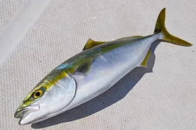 Amberjack Hamachi Whole Gg (G.w. Charge)