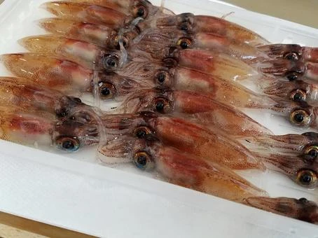 860441 Firefly Squid Raw(Toyama) ほたるいか(生) 富山.jpeg