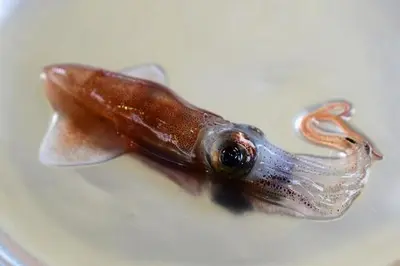 Squid Firefly (Hotaru Ika/hyogo) Japan Sp Order