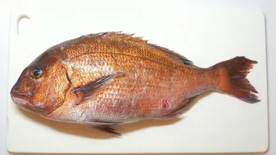 Seabream (Madai) Japan Sp