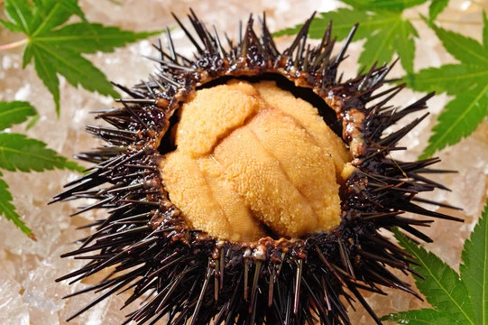 860364 Sea urchin Meat(ムラサキウニ).jpg