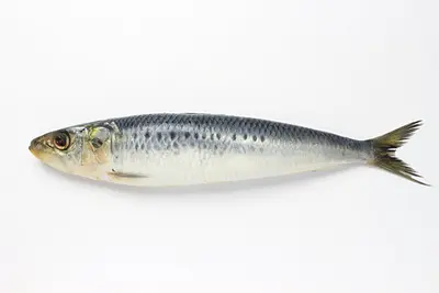 Sardine (Iwashi) 3oz Up Japan Special Order