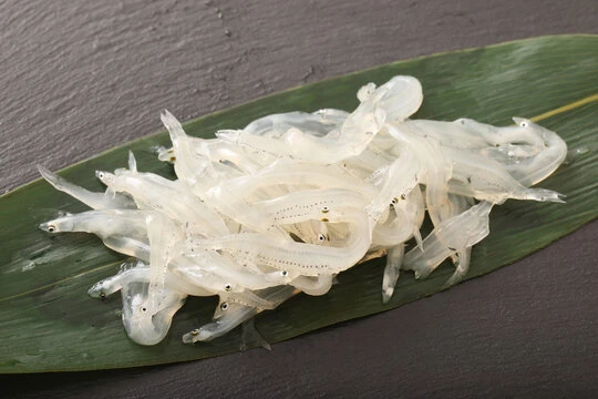 860300 Noodlefish(しらうお).jpg