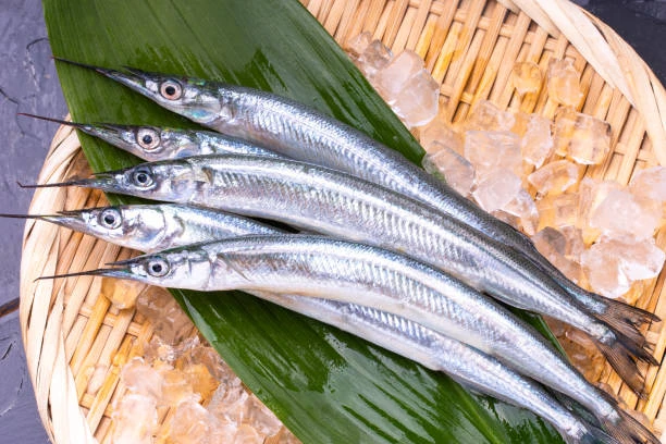 860270 Halfbeak Gutted(さより).jpg