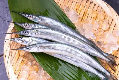 Halfbeak (Sayori) 50-120g Japan Special Order