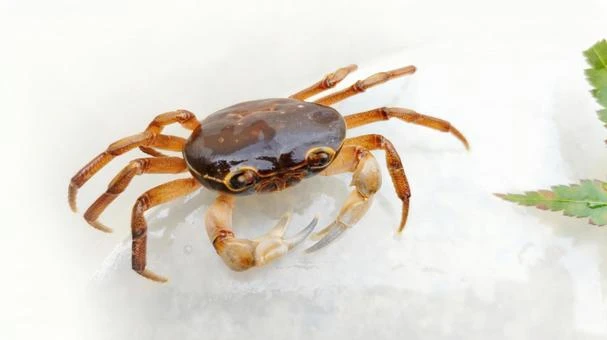 860209 Frozen Shore Crab(さわがに).jpeg