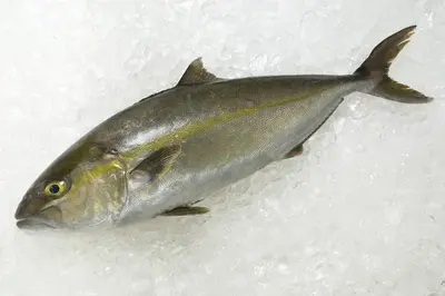 Amberjack Greaterâ (Kampachi) 3-4kg Jpn Sp Order