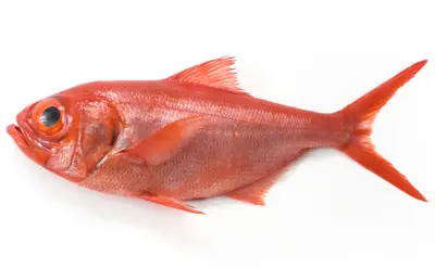 Alfonsinoâ medium (Kinme Dai) Wild 1-1.5kg Jpn Spec