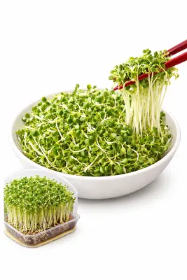Broccoli Sprouts Japan Sp