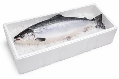 Salmon Atlantic  12-14