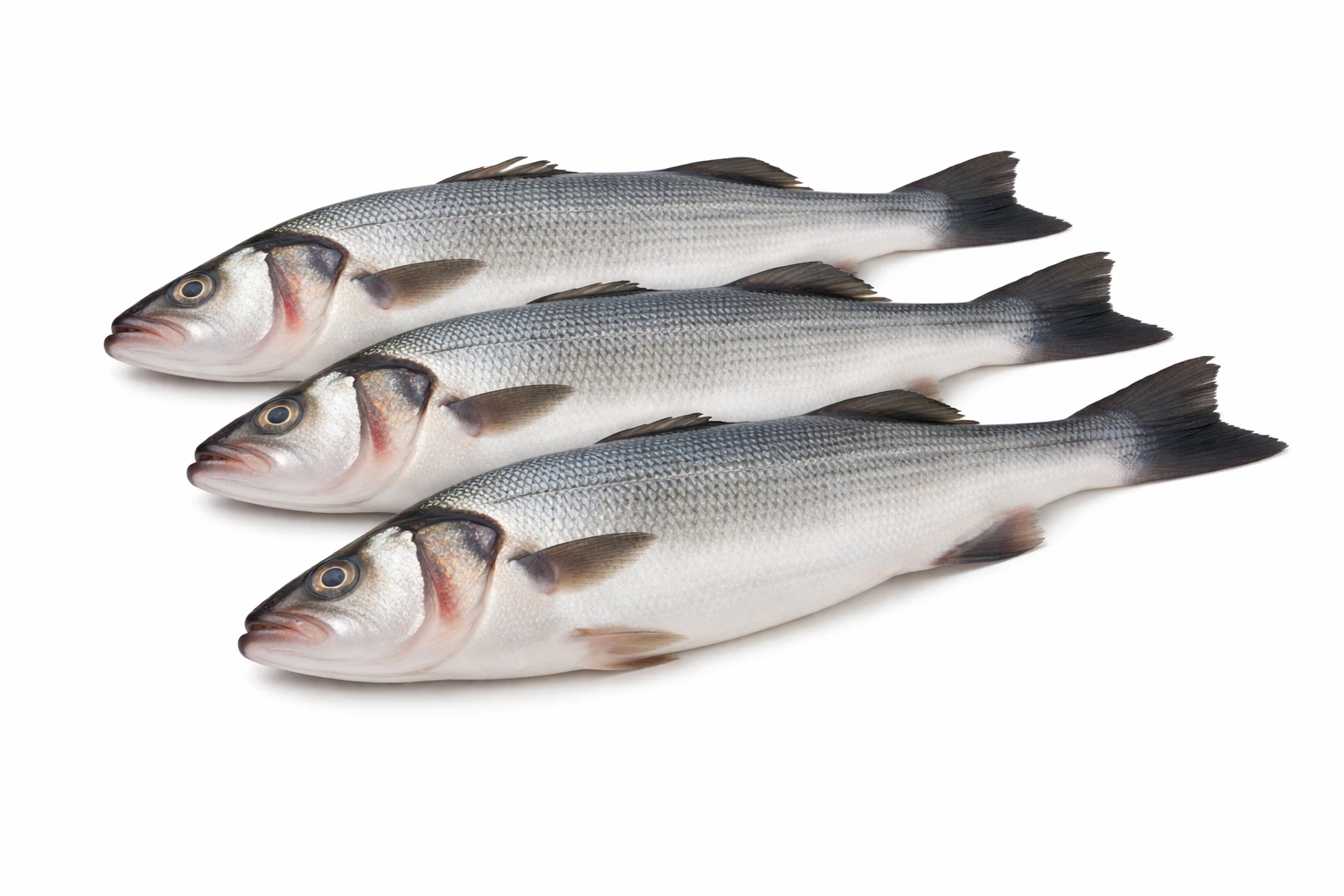 Seabass.png