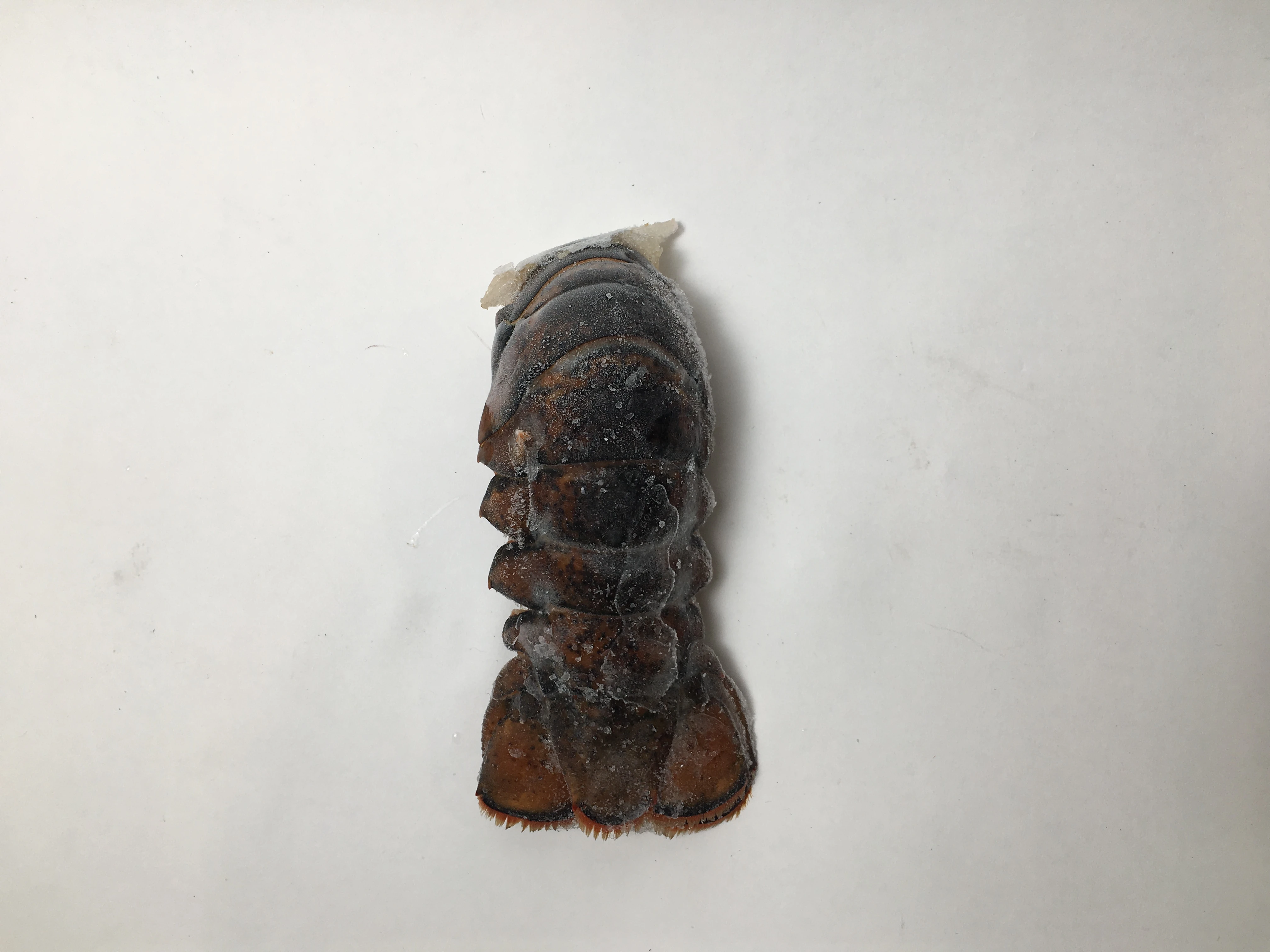 Lobster Tail 5-6 oz(2).JPG