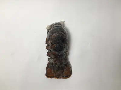 Lobster Tail 4-5 10# FRZ - Lobster Tail 4-5 10# FRZ - Lobster Tail 4-5 10# FRZ - Lobster Tail 4-5 1