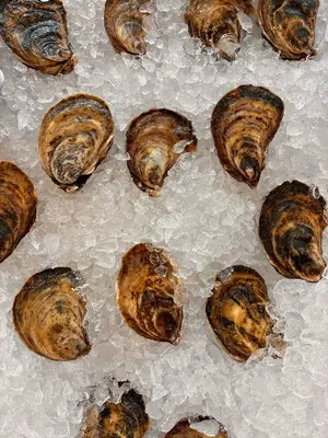 Oyster Merasheen Bay - New variant #1