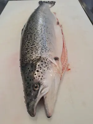 DHON 8-10 30# w/ 2 Fish 